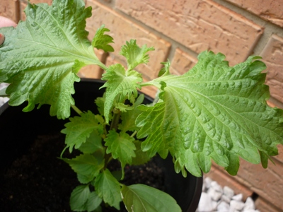 shiso.JPG